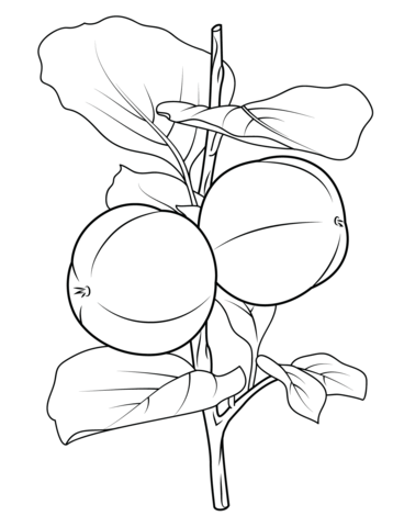 Persimon Branch Coloring Page